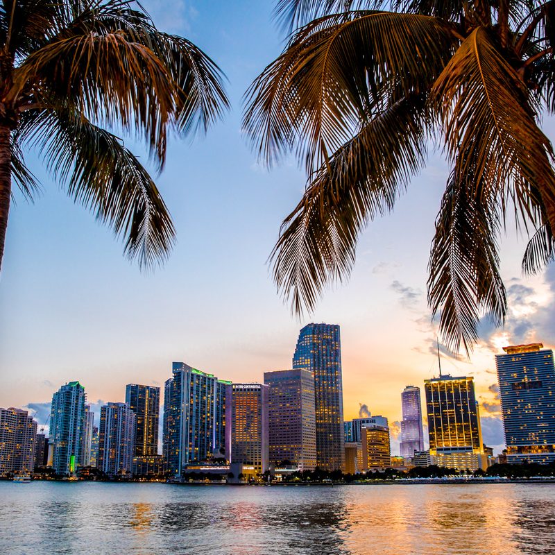 Skyline de Brickell, em Miami, emoldurado por coqueiros no fim de tarde